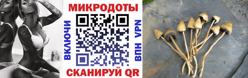 наркотики  Зверево  Галлюциногенные грибы Psilocybine cubensis 